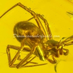 Spider On Clear Amber Piece 9