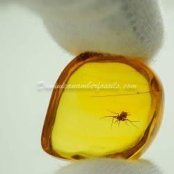 Spider On Clear Amber Piece