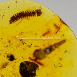 Spiralix Snail Dominican Amber Fossil 2