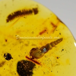 Spiralix Snail Dominican Amber Fossil 3