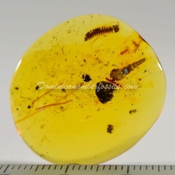 Spiralix Snail Dominican Amber Fossil 4