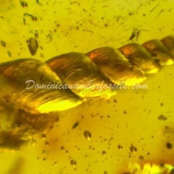 Spiralix Snail Dominican Amber Fossil 5