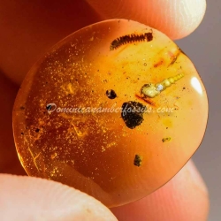 Spiralix Snail Dominican Amber Fossil