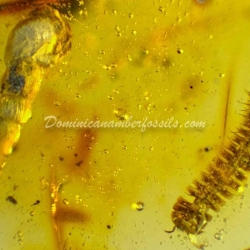 Spiralix Snail Dominican Amber Fossil 9