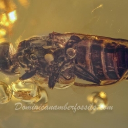 Tabanid Horse Fly 9