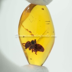 Termite Inclusion Dominican Amber