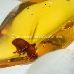 Termite Inclusion Dominican Amber 2