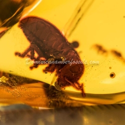 Termite Inclusion Dominican Amber 3