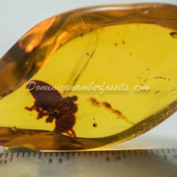 Termite Inclusion Dominican Amber 4