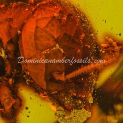 Termite Inclusion Dominican Amber 5