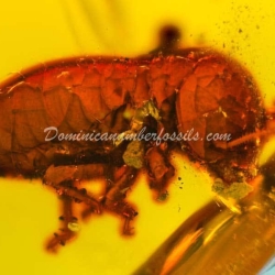 Termite Inclusion Dominican Amber 6