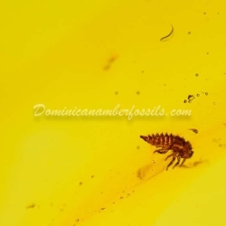 Treehopper Nymph Homoptera Membracidae 12