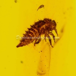 Treehopper Nymph Homoptera Membracidae 6
