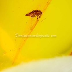 Treehopper Nymph Homoptera Membracidae 9