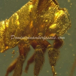 Treehopper Nymph Inclusion On Dominican Amber 2