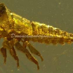 Treehopper Nymph Inclusion On Dominican Amber 5