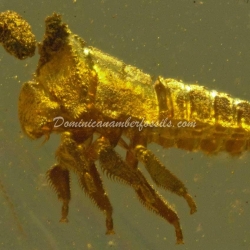 Treehopper Nymph Inclusion On Dominican Amber 6