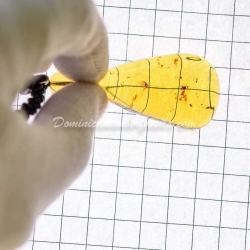 Ultra Bright Sky Blue Amber Pendant
