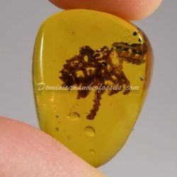 Unburned Bryophytes On Clear Amber Piece 2