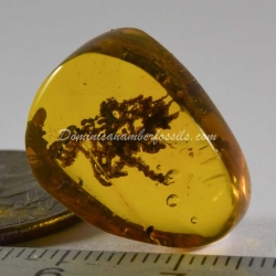 Unburned Bryophytes On Clear Amber Piece 3