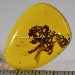 Unburned Bryophytes On Clear Amber Piece 4