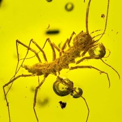 V0363 Chilopoda Scutigeromorpha 10