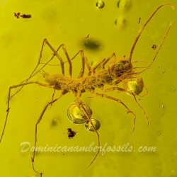 V0363 Chilopoda Scutigeromorpha 3