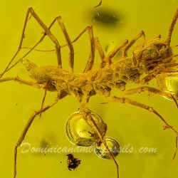 V0363 Chilopoda Scutigeromorpha 5