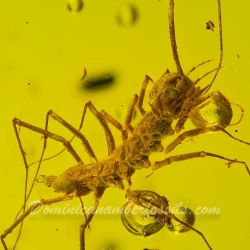 V0363 Chilopoda Scutigeromorpha 7