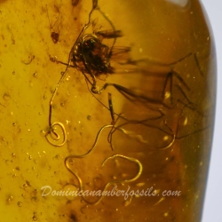 V0372 Nematoda Fossil Inclusion In Dominican Amber 10