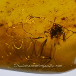 V0372 Nematoda Fossil Inclusion In Dominican Amber 11