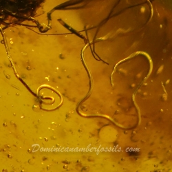 V0372 Nematoda Fossil Inclusion In Dominican Amber 12