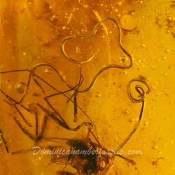 V0372 Nematoda Fossil Inclusion In Dominican Amber 2