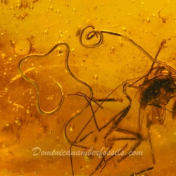 V0372 Nematoda Fossil Inclusion In Dominican Amber