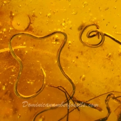 V0372 Nematoda Fossil Inclusion In Dominican Amber 3