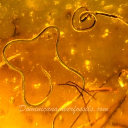 V0372 Nematoda Fossil Inclusion In Dominican Amber 4