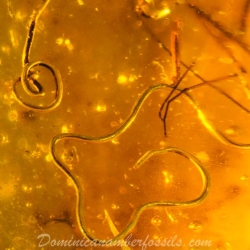 V0372 Nematoda Fossil Inclusion In Dominican Amber 5