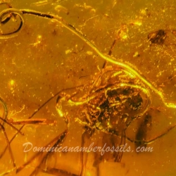 V0372 Nematoda Fossil Inclusion In Dominican Amber 6