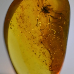 V0372 Nematoda Fossil Inclusion In Dominican Amber 7