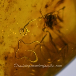 V0372 Nematoda Fossil Inclusion In Dominican Amber 8