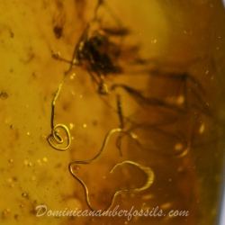 V0372 Nematoda Fossil Inclusion In Dominican Amber 9