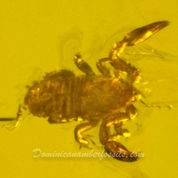 V1302 Pseudoscorpion Inclusion On Dominican Amber 2