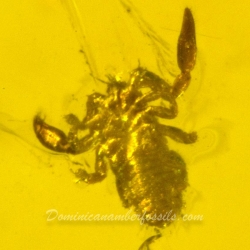 V1302 Pseudoscorpion Inclusion On Dominican Amber 4