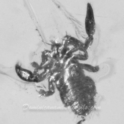 V1302 Pseudoscorpion Inclusion On Dominican Amber 5