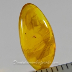 V1302 Pseudoscorpion Inclusion On Dominican Amber 7