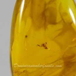 V1302 Pseudoscorpion Inclusion On Dominican Amber 8