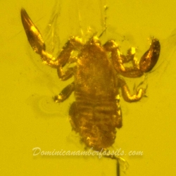 V1302 Pseudoscorpion Inclusion On Dominican Amber