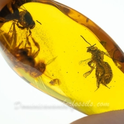 V1347 Hymenoptera Halictidae Fossil Inclusion In Dominican Amber 10