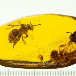 V1347 Hymenoptera Halictidae Fossil Inclusion In Dominican Amber 11