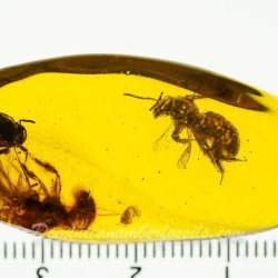 V1347 Hymenoptera Halictidae Fossil Inclusion In Dominican Amber 12